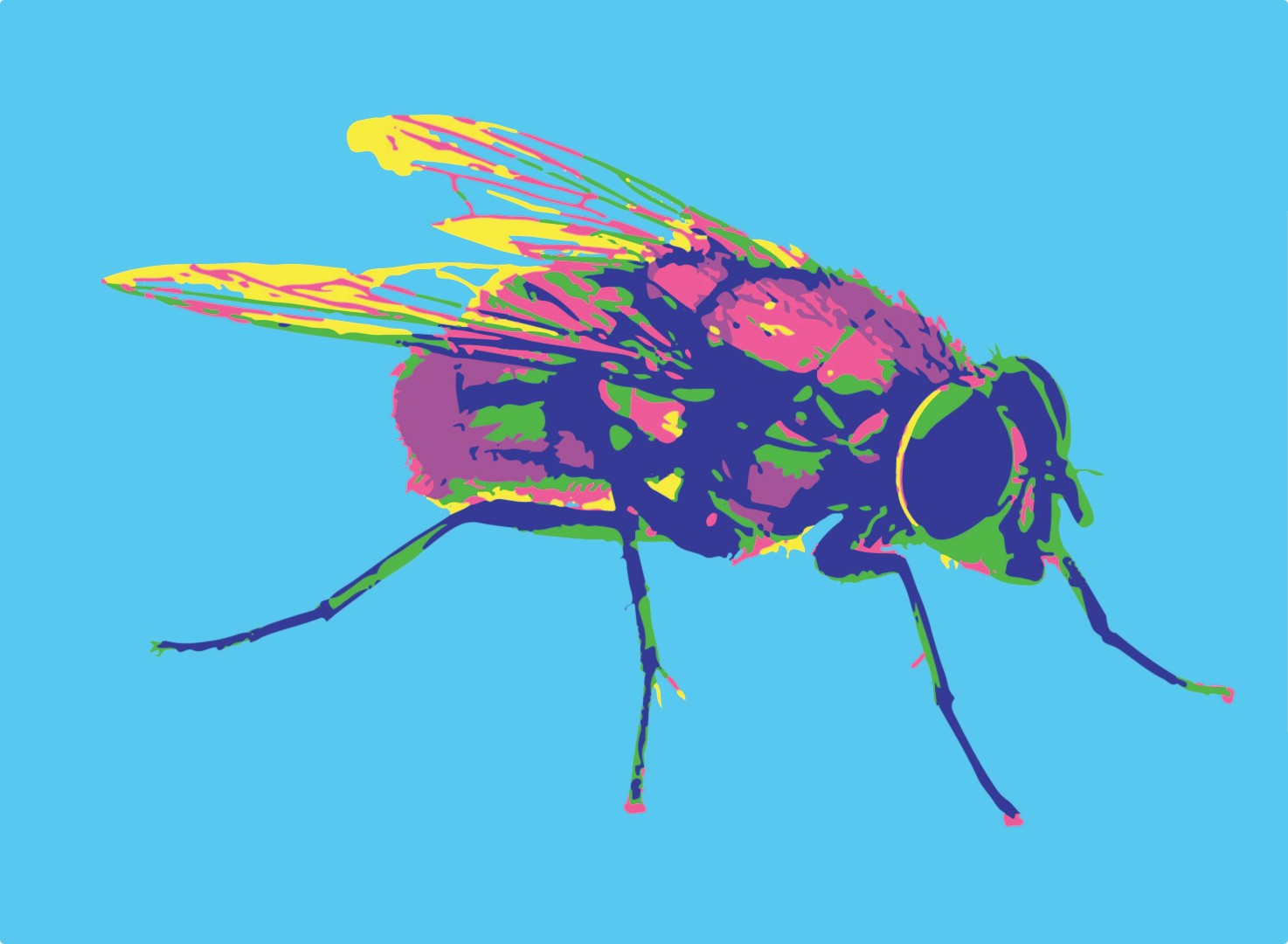 Fly Illustration